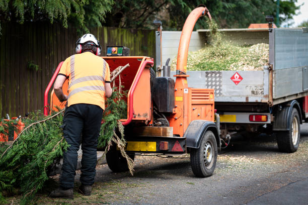 Best Tree Trimming and Pruning  in Mcpherson, KS