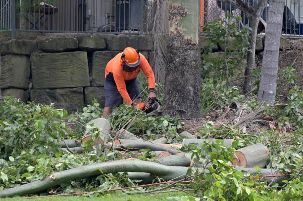 Best Hazardous Tree Removal  in Mcpherson, KS