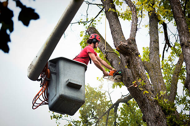 Best Utility Line Clearance  in Mcpherson, KS